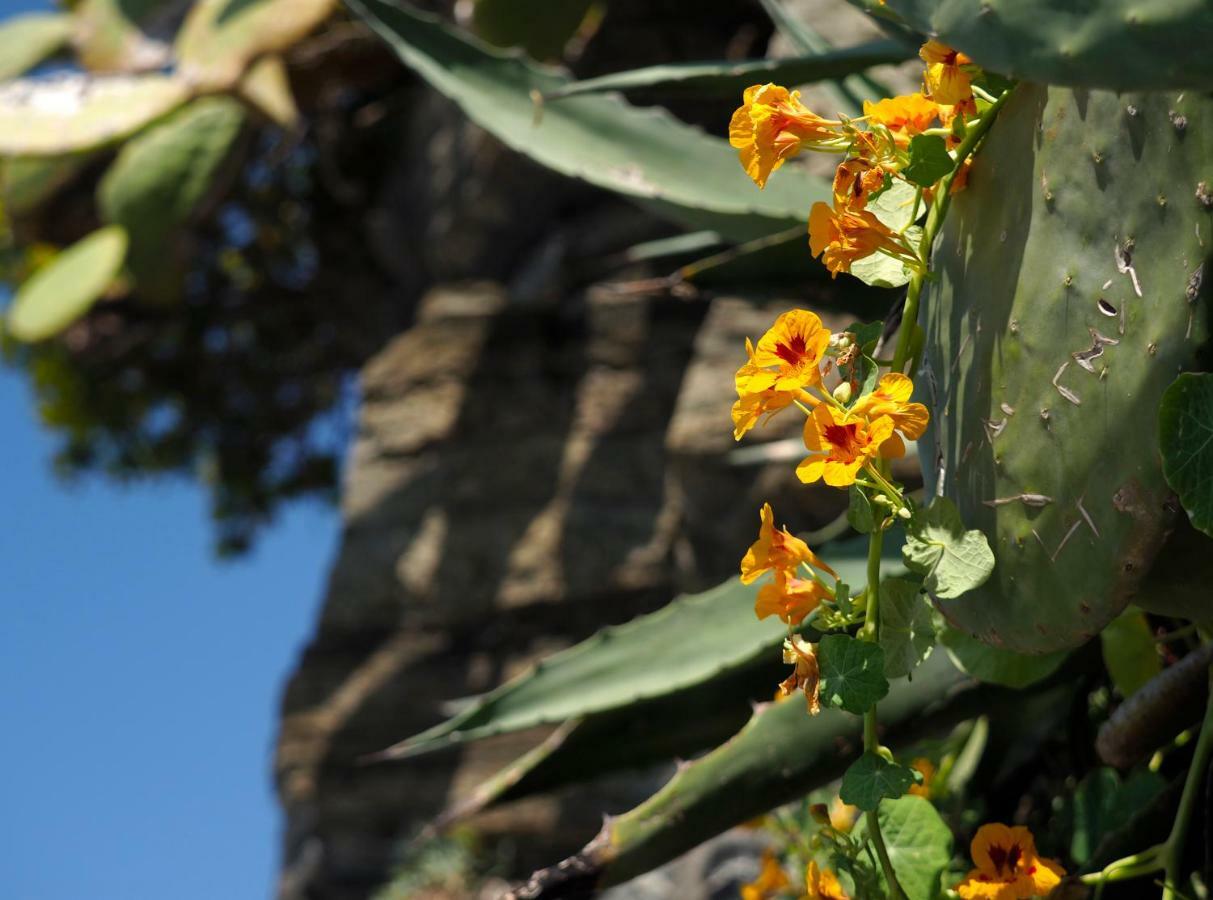 Agave Room Rental Riomaggiore Exterior foto